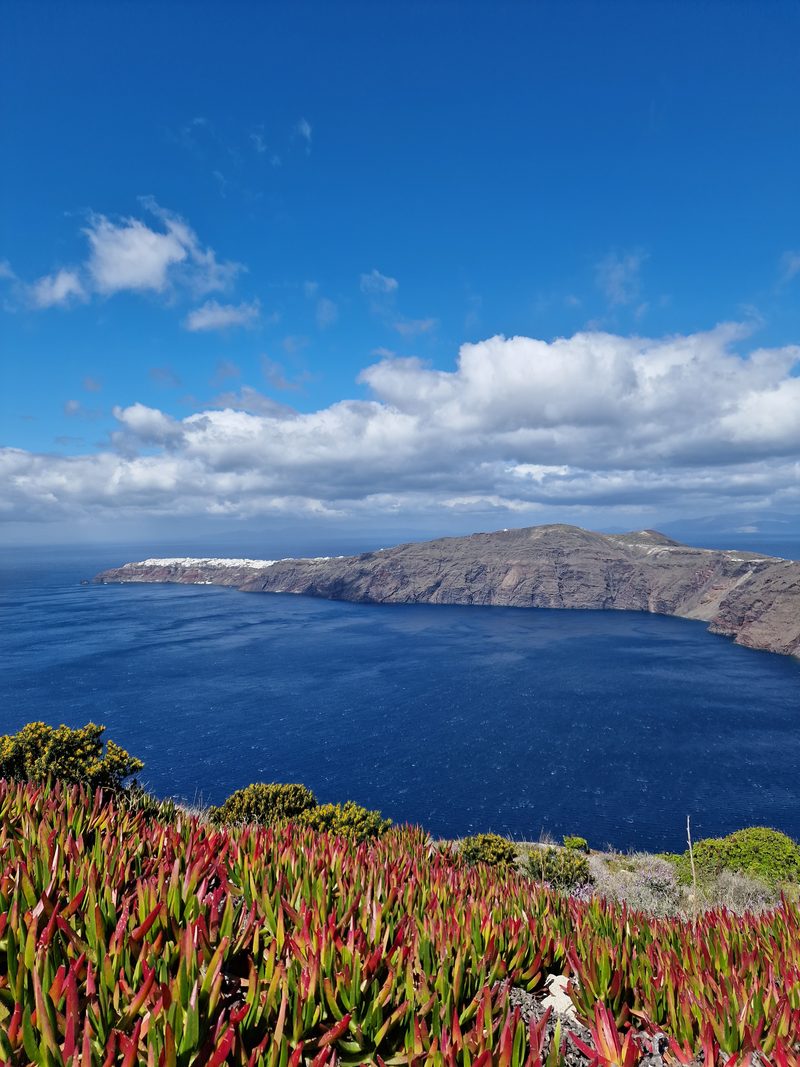 Ice plant and scrub growing beside the caldera-rim trail, with the cliffs and sea below