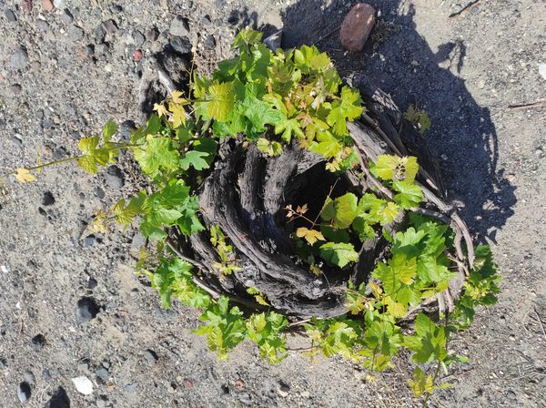 Santorini's traditional kouloura vine basket trained on volcanic soil
