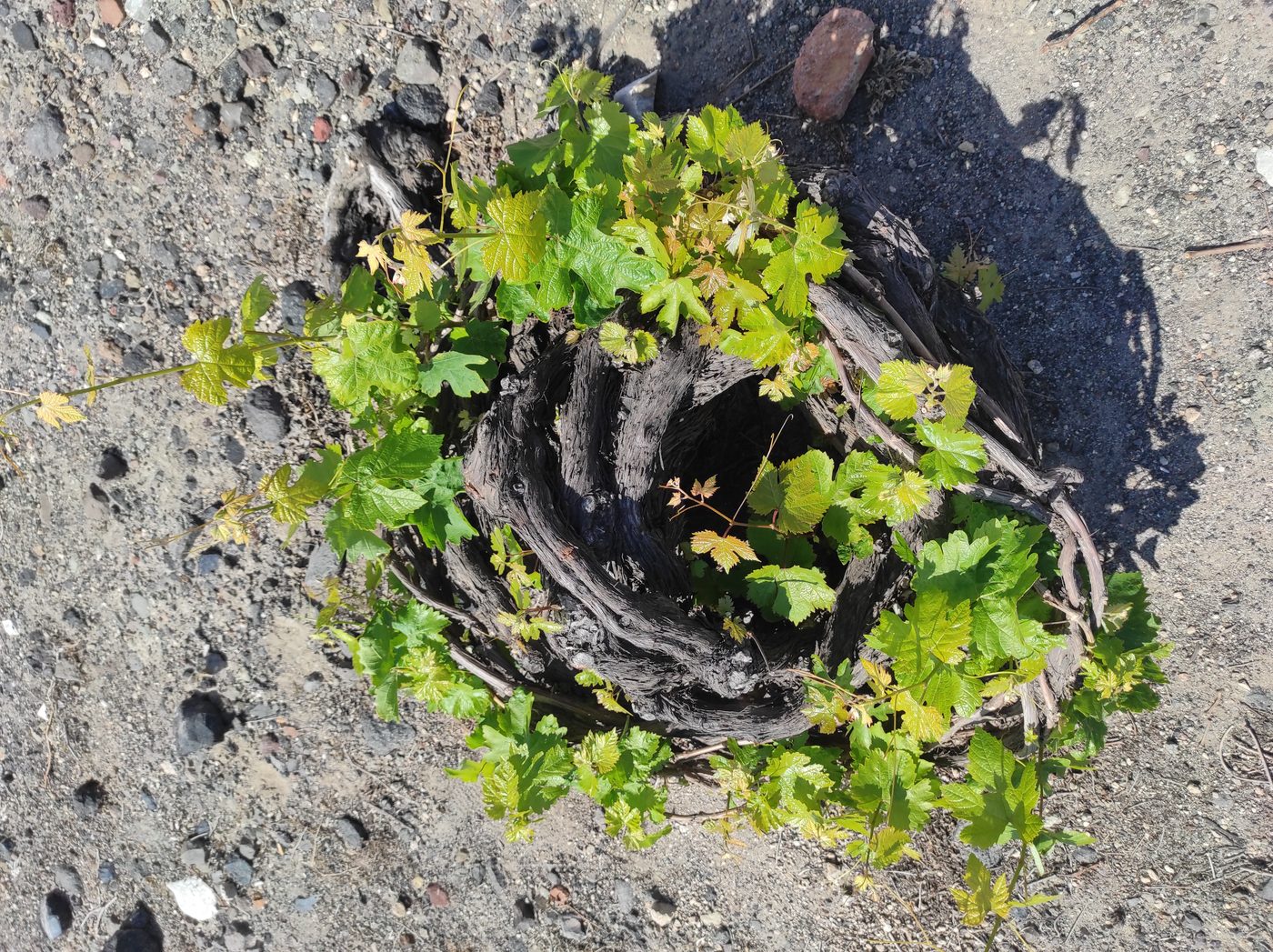 Santorini's traditional kouloura vine basket trained on volcanic soil